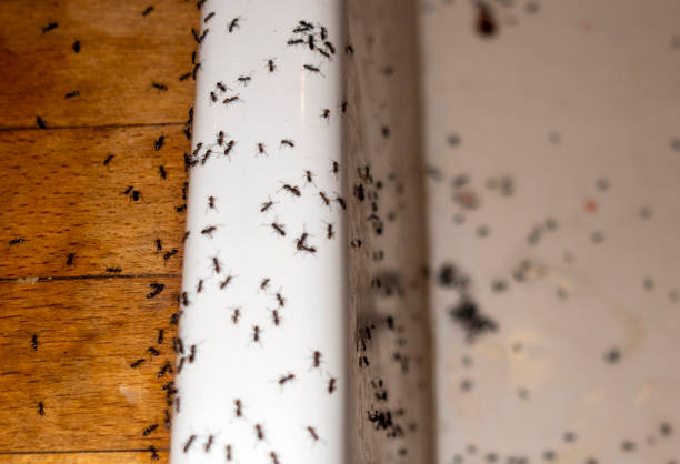 Best Bed Bug Extermination  in Walthourville, GA