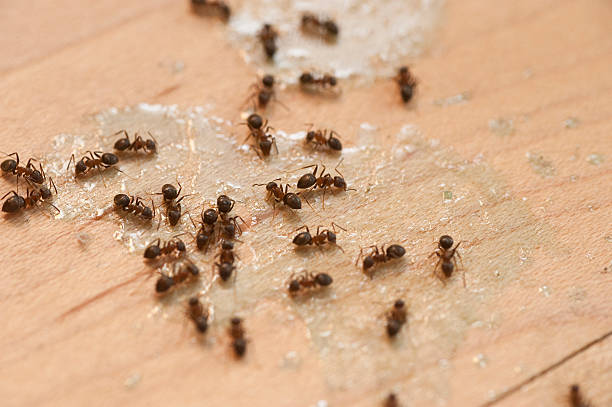 Best Termite Control Services  in Walthourville, GA